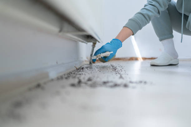 Insect Control in Stratmoor, CO